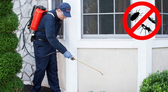 Bucak Fare İlaçlama böcek ilaçlama ve haşere kontrolü — ilaclama-tr.com